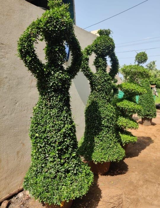 Exotic plants by Total Green Solutions — photo 3